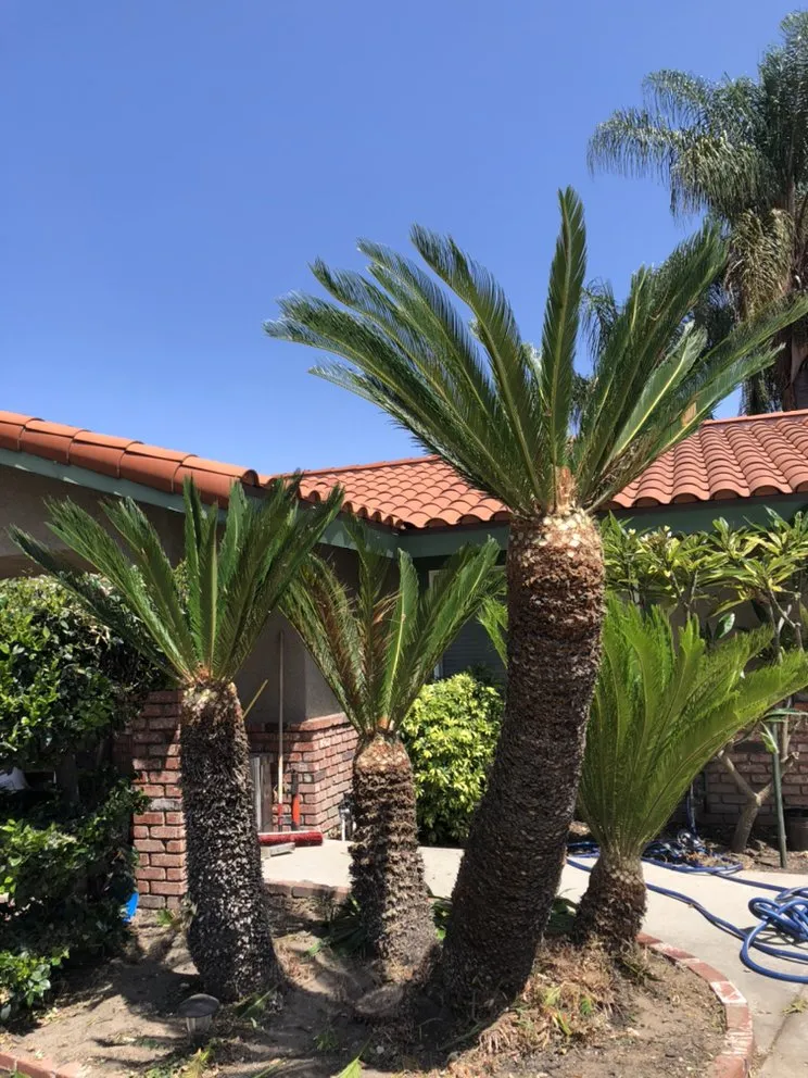 Professional lawn care service in Montclair, CA - A&L Landscaping