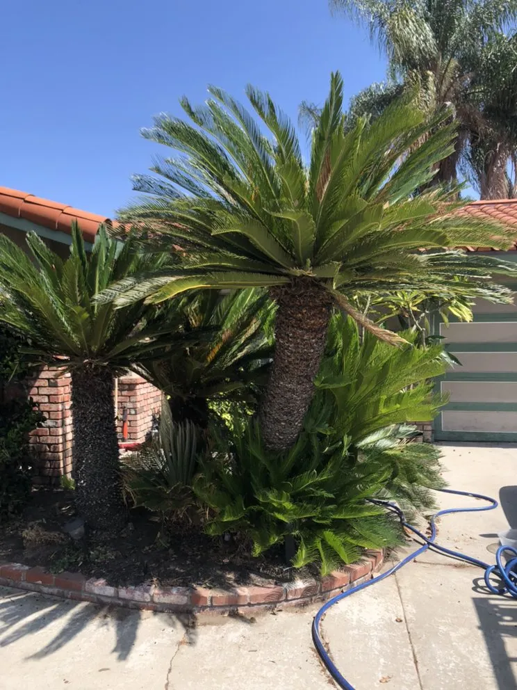 Local lawn care service experts serving Montclair, CA - A&L Landscaping