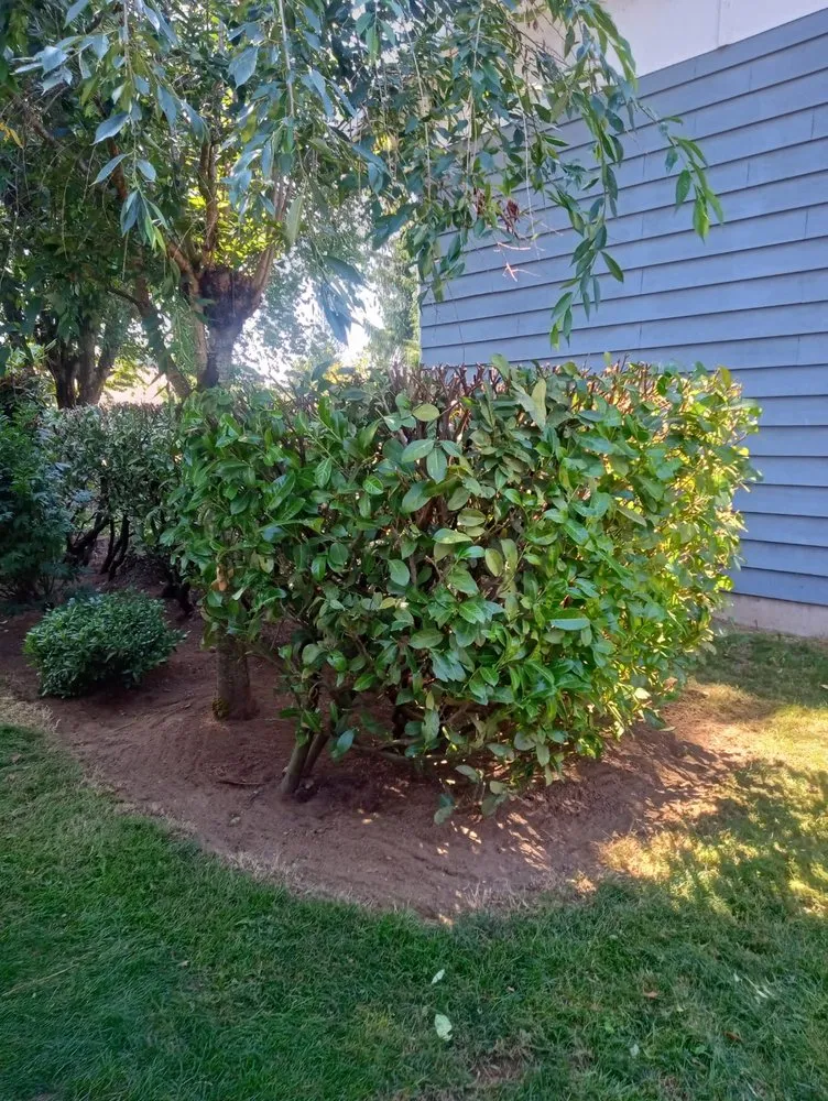 Top-rated yard maintenance in Monroe, WA by A&L Landscaping Services