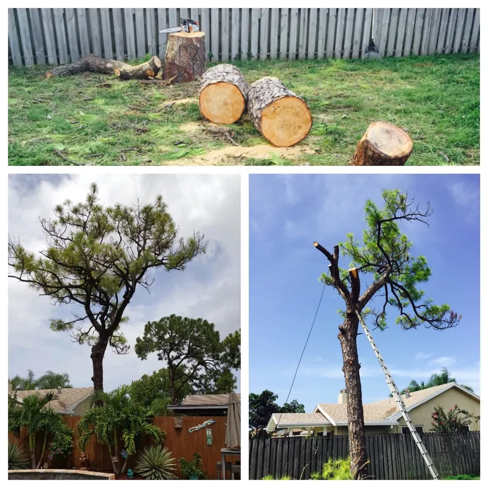 Reliable landscape installation for outdoor upgrades in Hollywood, FL by AL Tree