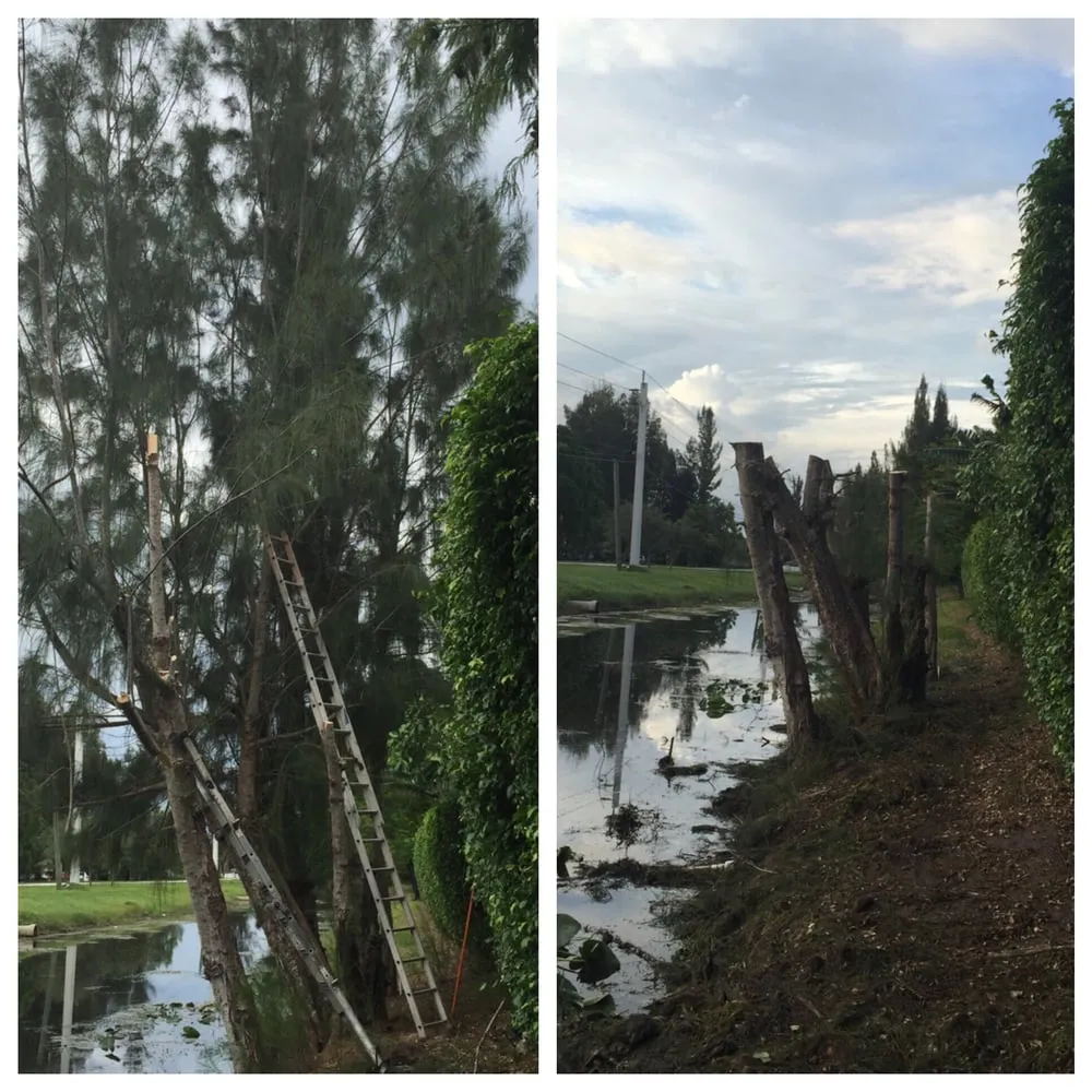 Affordable landscaping services in Hollywood, FL - AL Tree