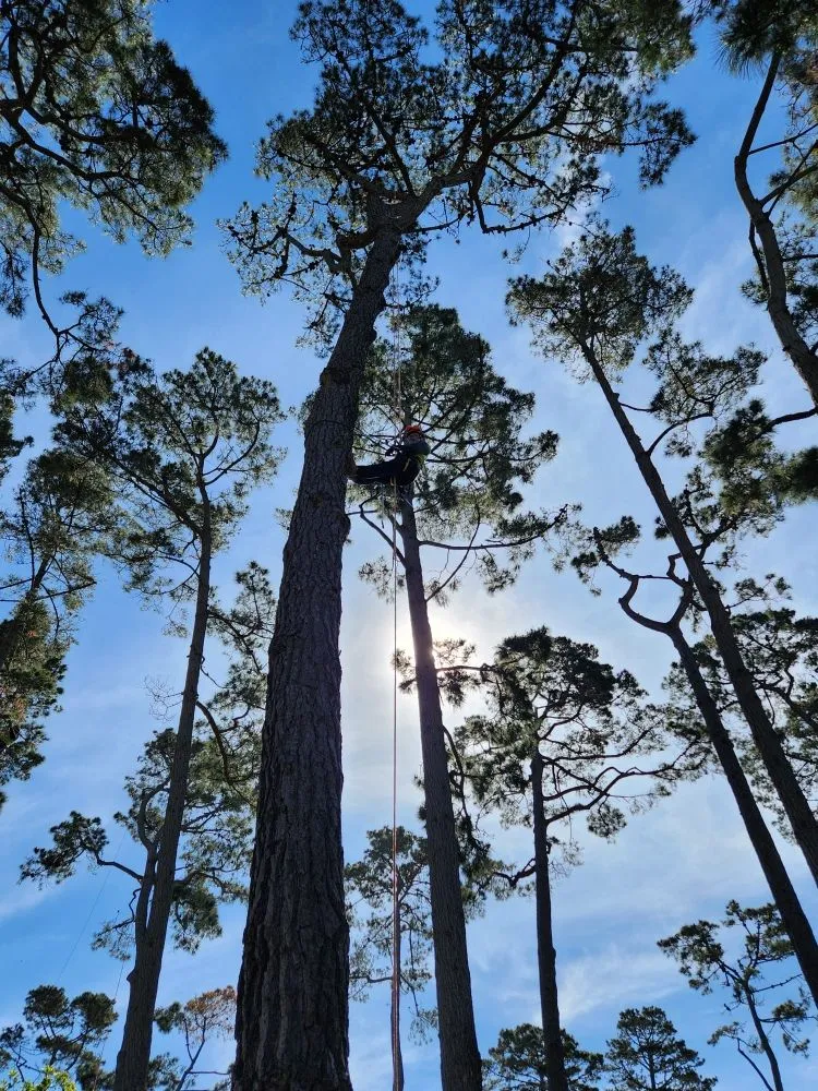 Local residential landscaping in Redwood City, CA by Al Tree Service And Landscaping