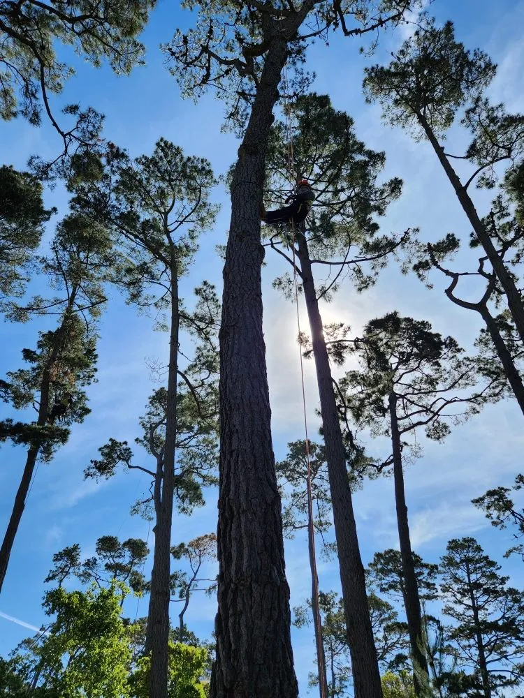 Professional garden landscaping in Redwood City, CA by Al Tree Service And Landscaping