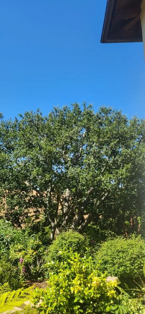 Reliable yard maintenance experts serving Redwood City, CA - Al Tree Service And Landscaping