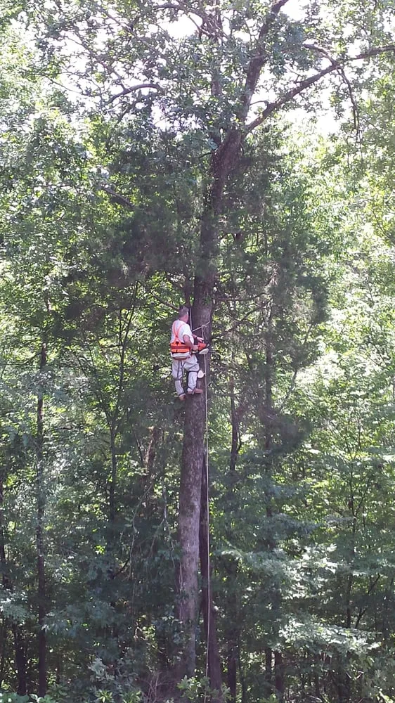 Top-rated yard cleanup service experts serving Peachtree City - Georgia, GA - Alabama Georgia Tree Service