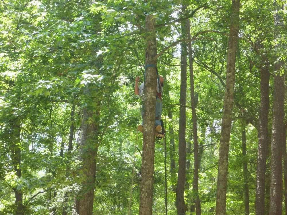 Reliable landscape installation for outdoor upgrades across Peachtree City - Georgia, GA - Alabama Georgia Tree Service