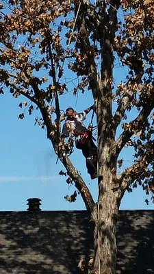 Alabama Georgia Tree Service