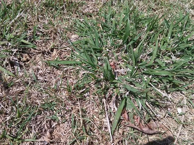 Expert outdoor landscaping in Trussville, AL by Alabama Lawn Pros