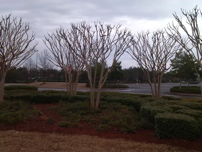 Local yard maintenance experts serving Trussville, AL - Alabama Lawn Pros