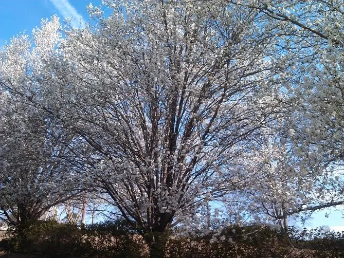 Custom lawn care service experts serving Trussville, AL - Alabama Lawn Pros