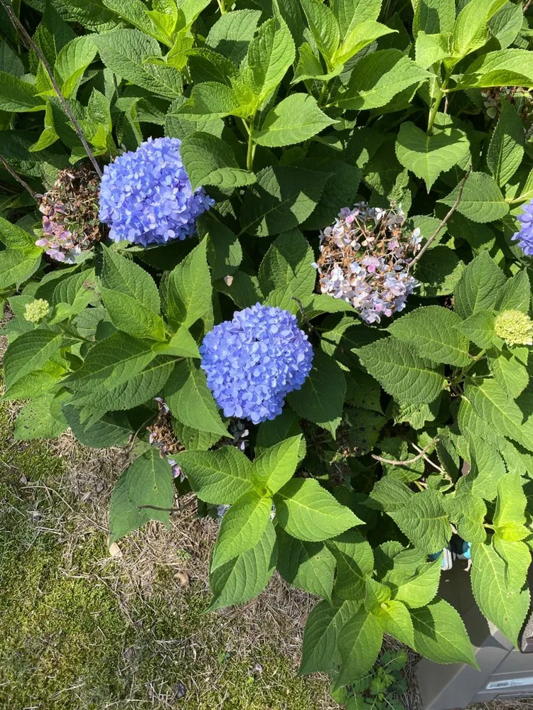 Affordable landscaping services near you in Montevallo, AL by Alabama Tree And Land Care