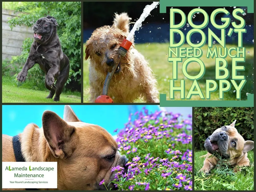 Reliable landscape installation experts serving Port Orchard, WA - Alameda Landscape Maintenance