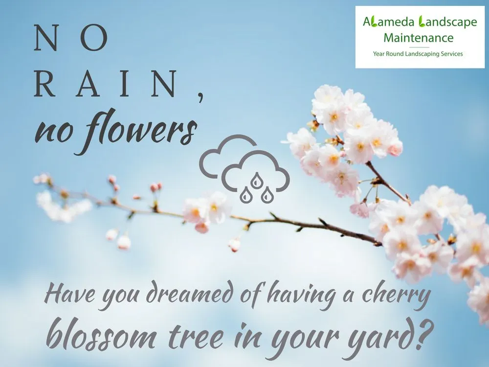 Reliable landscape installation in Port Orchard, WA by Alameda Landscape Maintenance