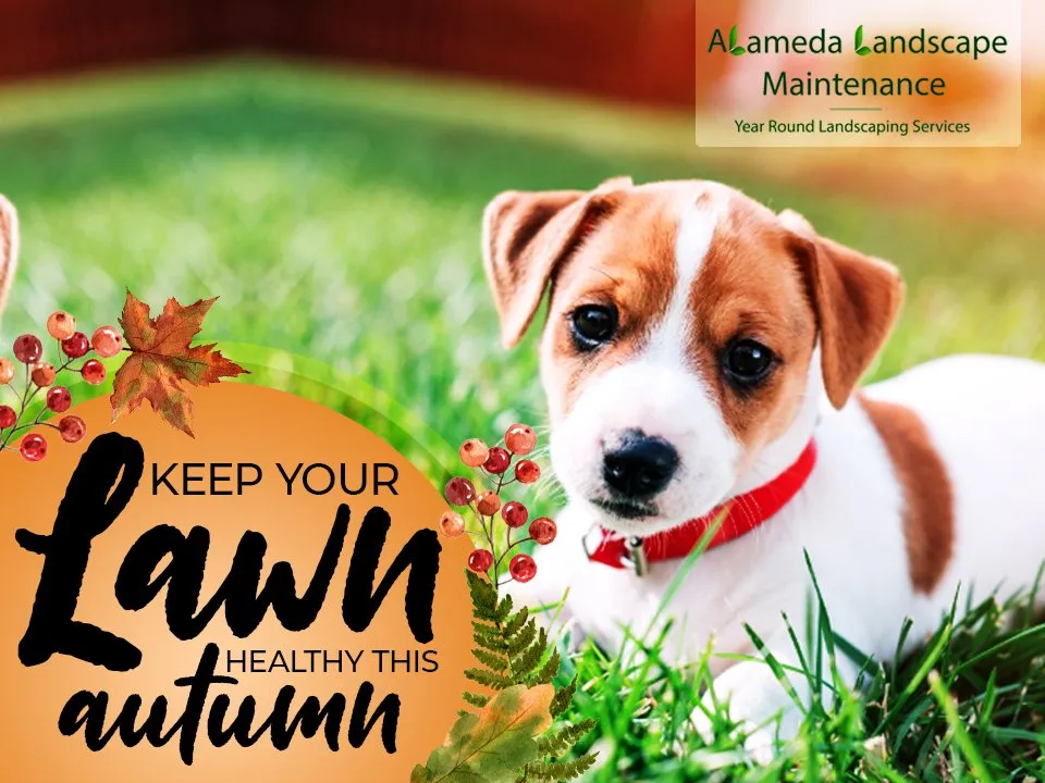 Affordable lawn mowing service in Port Orchard, WA by Alameda Landscape Maintenance