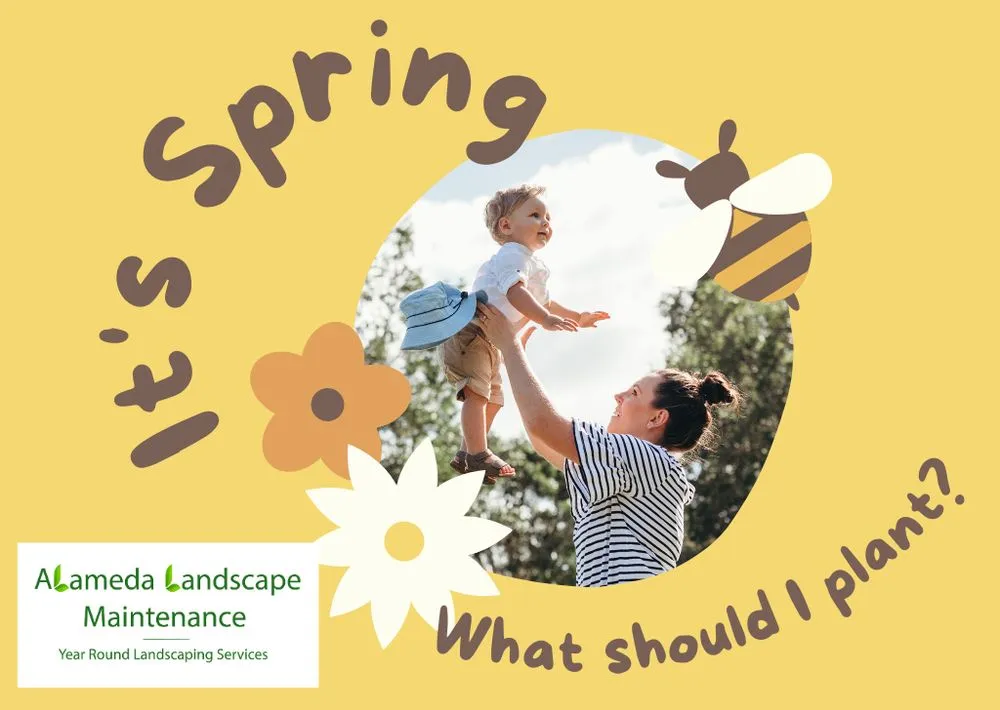 Professional landscaping services for year-round maintenance across Port Orchard, WA - Alameda Landscape Maintenance