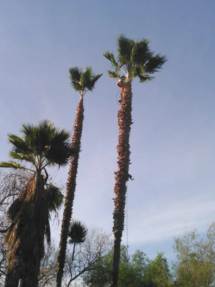 Reliable landscape design in Fallbrook, CA by Alameda Landscaping and Tree Service