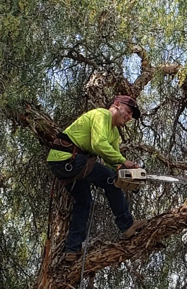 Trusted landscaping services in Fallbrook, CA - Alameda Landscaping and Tree Service