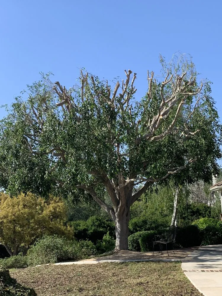 Trusted lawn mowing service in Fallbrook, CA by Alameda Landscaping and Tree Service