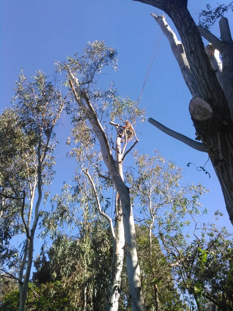 Reliable yard maintenance for homes in Fallbrook, CA by Alameda Landscaping and Tree Service