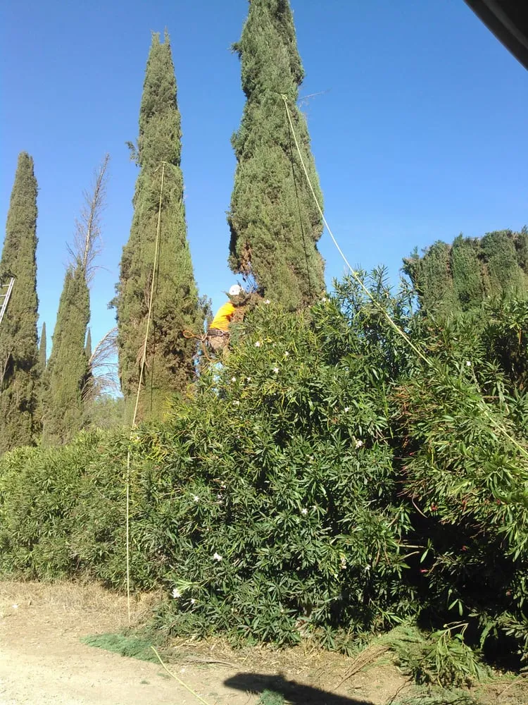 Expert yard maintenance experts serving Fallbrook, CA - Alameda Landscaping and Tree Service