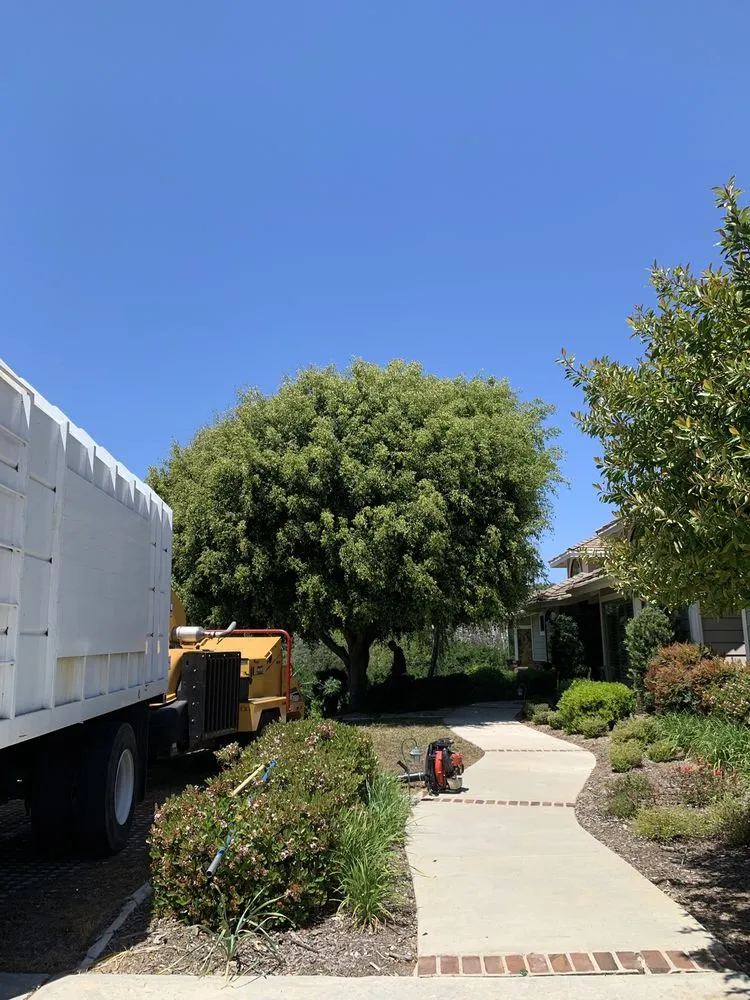 Reliable yard cleanup service in Fallbrook, CA - Alameda Landscaping and Tree Service