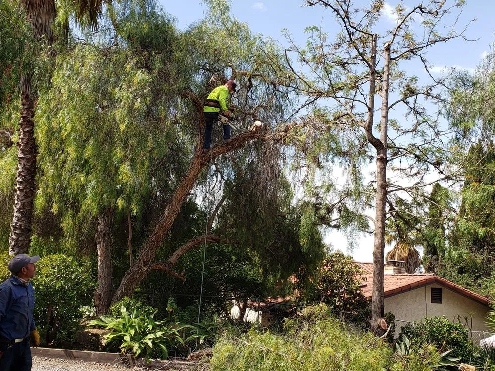Top-rated landscaping services with custom design across Fallbrook, CA - Alameda Landscaping and Tree Service