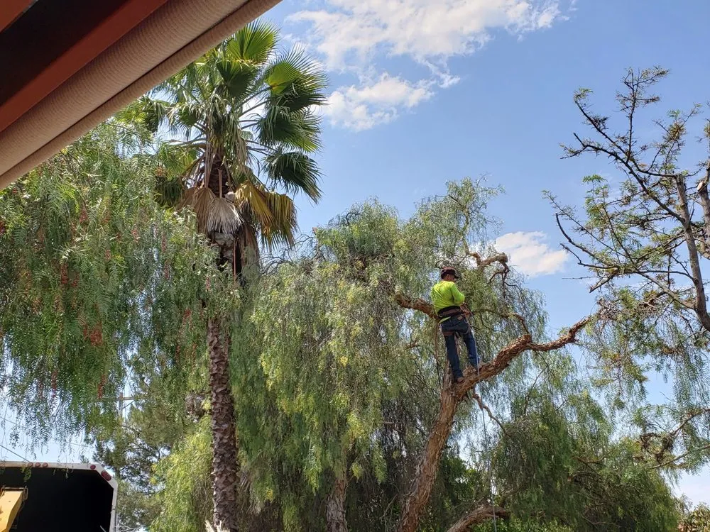 Affordable yard cleanup service in Fallbrook, CA - Alameda Landscaping and Tree Service