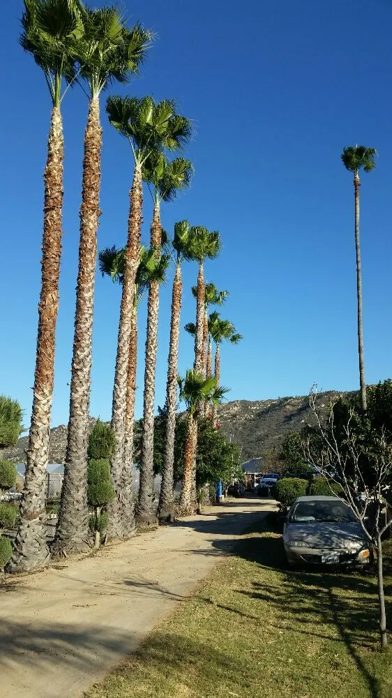 Trusted yard cleanup service in Fallbrook, CA by Alameda Landscaping and Tree Service