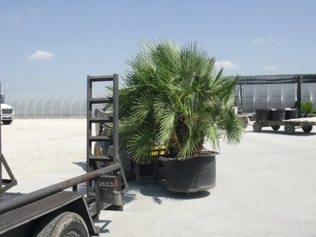 Reliable lawn mowing service in San Antonio, TX by Alamo City Landscape