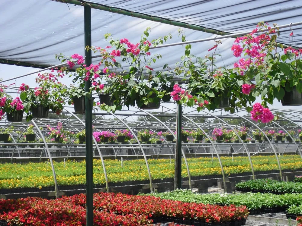 Trusted yard maintenance for beautiful yards across San Antonio, TX - Alamo City Landscape