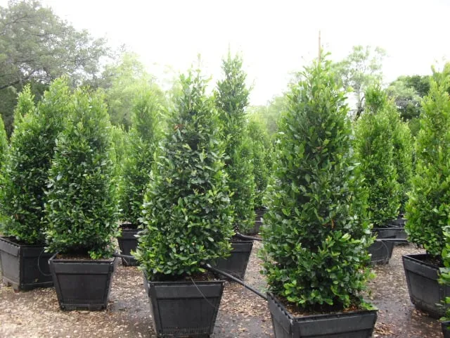 Local yard cleanup service in San Antonio, TX by Alamo City Landscape