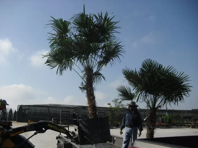 Affordable yard cleanup service for outdoor upgrades across San Antonio, TX - Alamo City Landscape