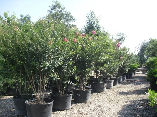 Reliable yard maintenance in San Antonio, TX by Alamo City Landscape