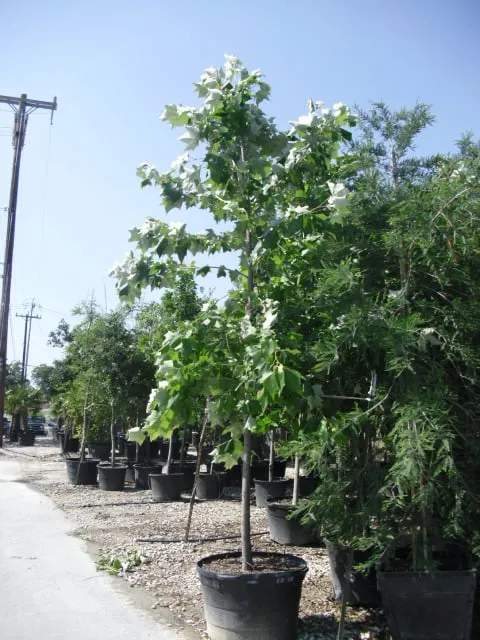 Reliable outdoor landscaping in San Antonio, TX - Alamo City Landscape