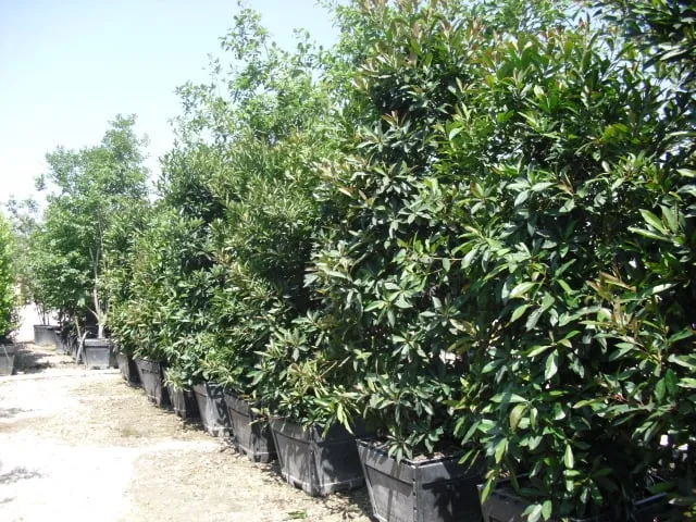 Trusted residential landscaping for beautiful yards across San Antonio, TX - Alamo City Landscape