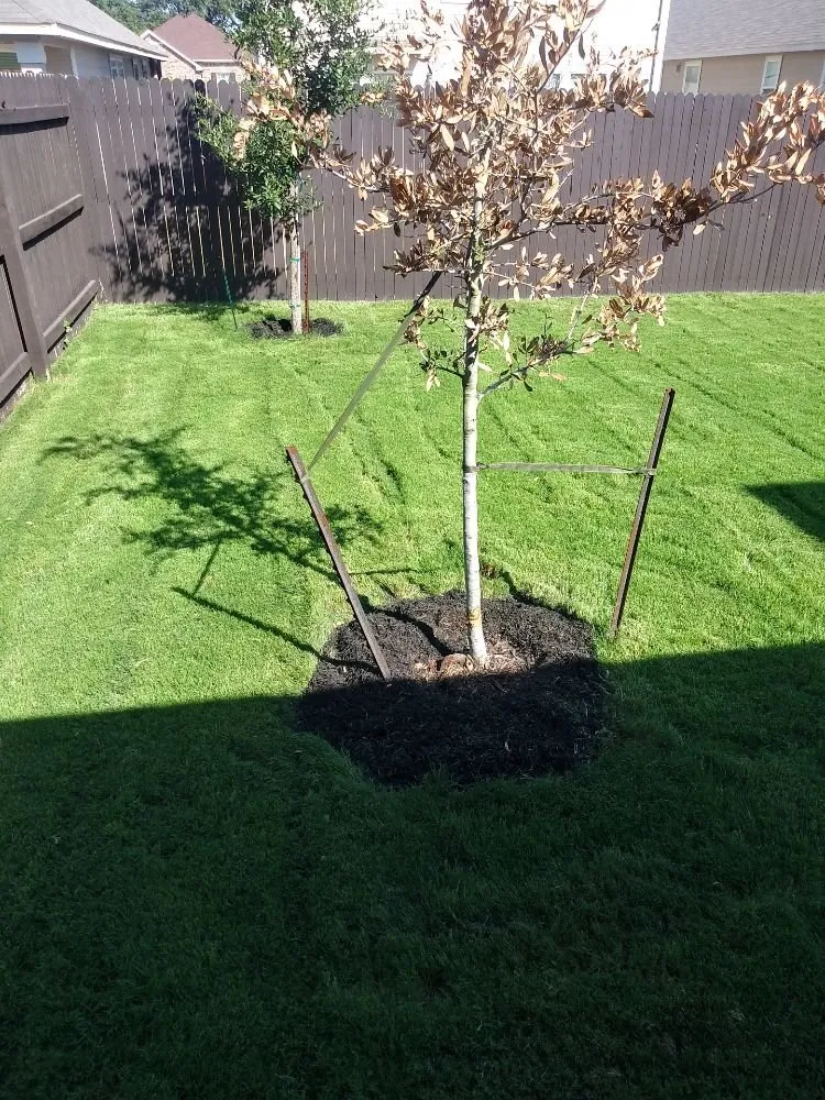 Local lawn care service near you in Austin, TX by Alamo Grove Services