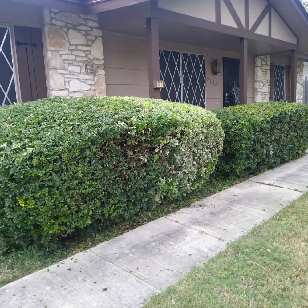 Top-rated yard maintenance experts serving Austin, TX - Alamo Grove Services