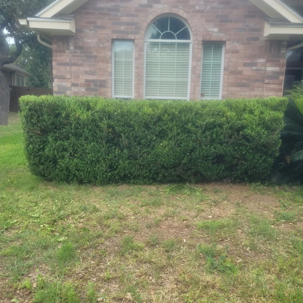 Custom landscape installation for beautiful yards in Austin, TX by Alamo Grove Services