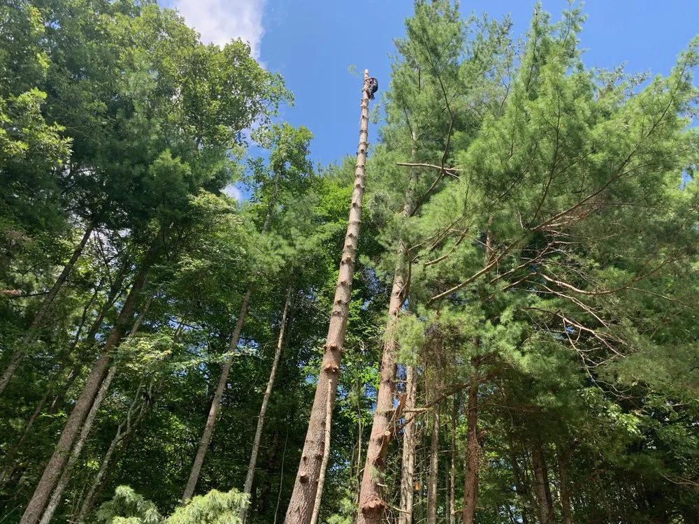 Local outdoor landscaping in Hendersonville, NC - Alamo Lawn and Landscape