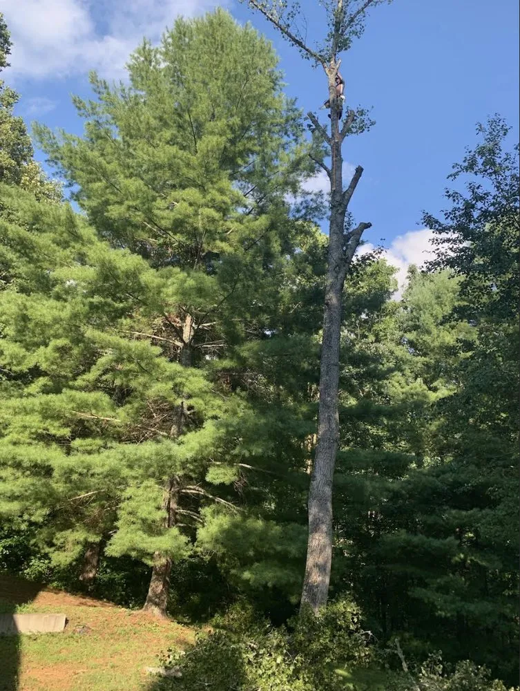 Expert yard maintenance in Hendersonville, NC by Alamo Lawn and Landscape