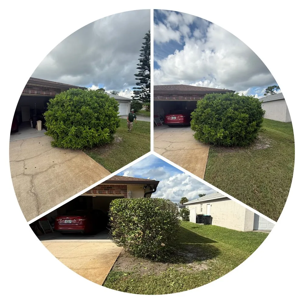 Trusted yard cleanup service in Palm Bay, FL - Alamo Lawn Care Services