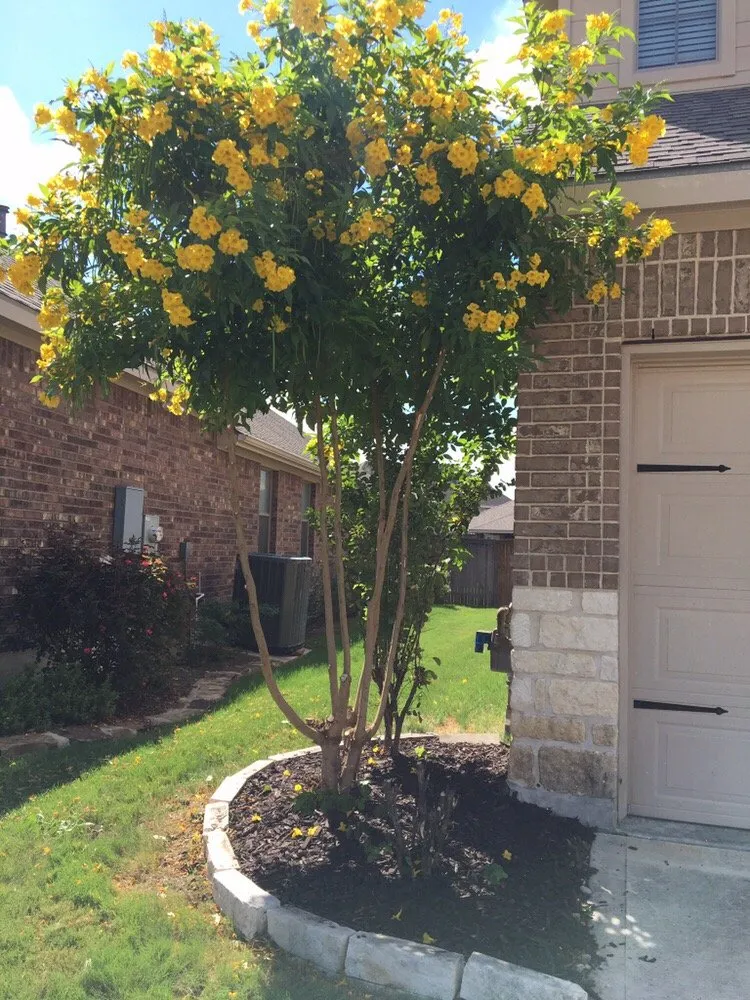 Professional residential landscaping in San Antonio, TX - Alamo Mowing