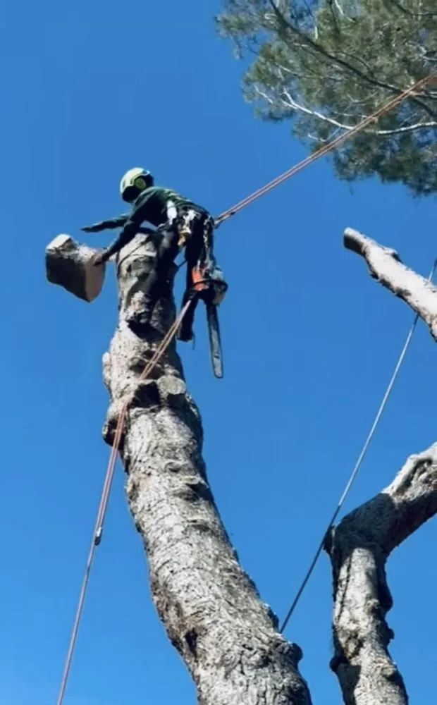 Trusted landscaping services with custom design across Livermore, CA - Alamo’s Tree Service