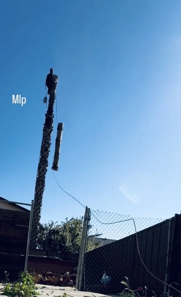 Custom landscaping services experts serving Livermore, CA - Alamo’s Tree Service