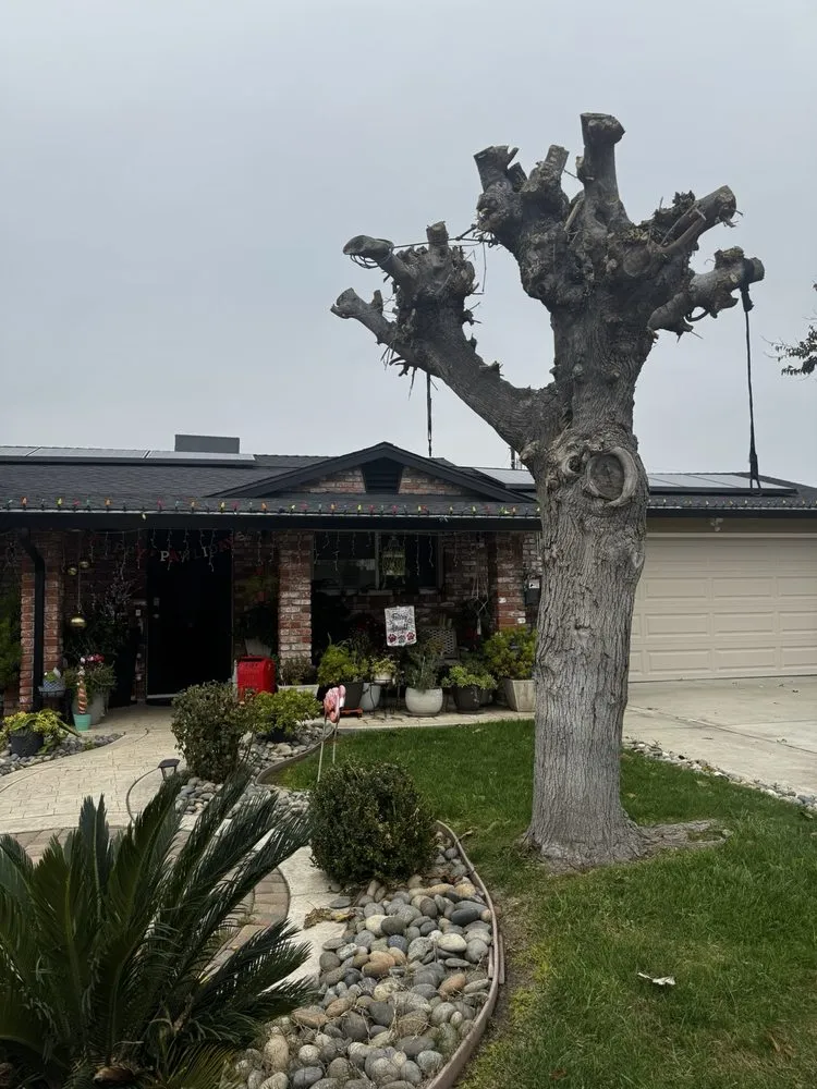 Trusted landscape design in Livermore, CA - Alamo’s Tree Service