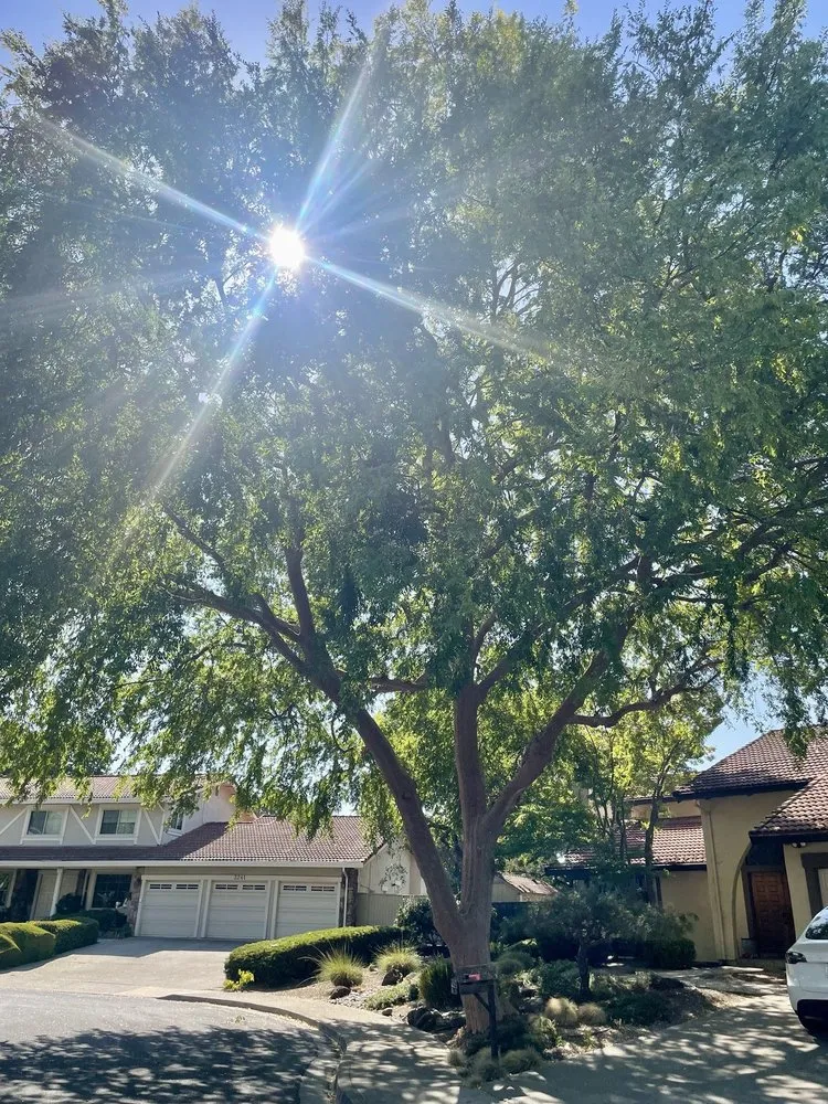 Trusted landscaping services for residential properties across Livermore, CA - Alamo’s Tree Service