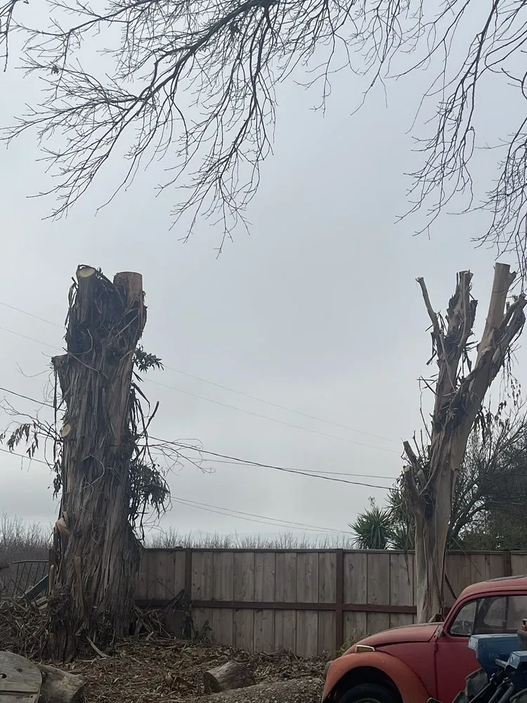 Trusted lawn care service experts serving Livermore, CA - Alamo’s Tree Service