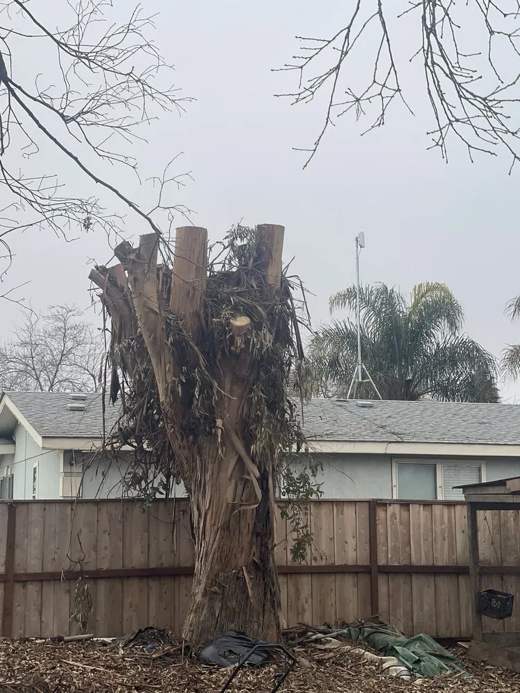 Top-rated yard maintenance for beautiful yards in Livermore, CA by Alamo’s Tree Service