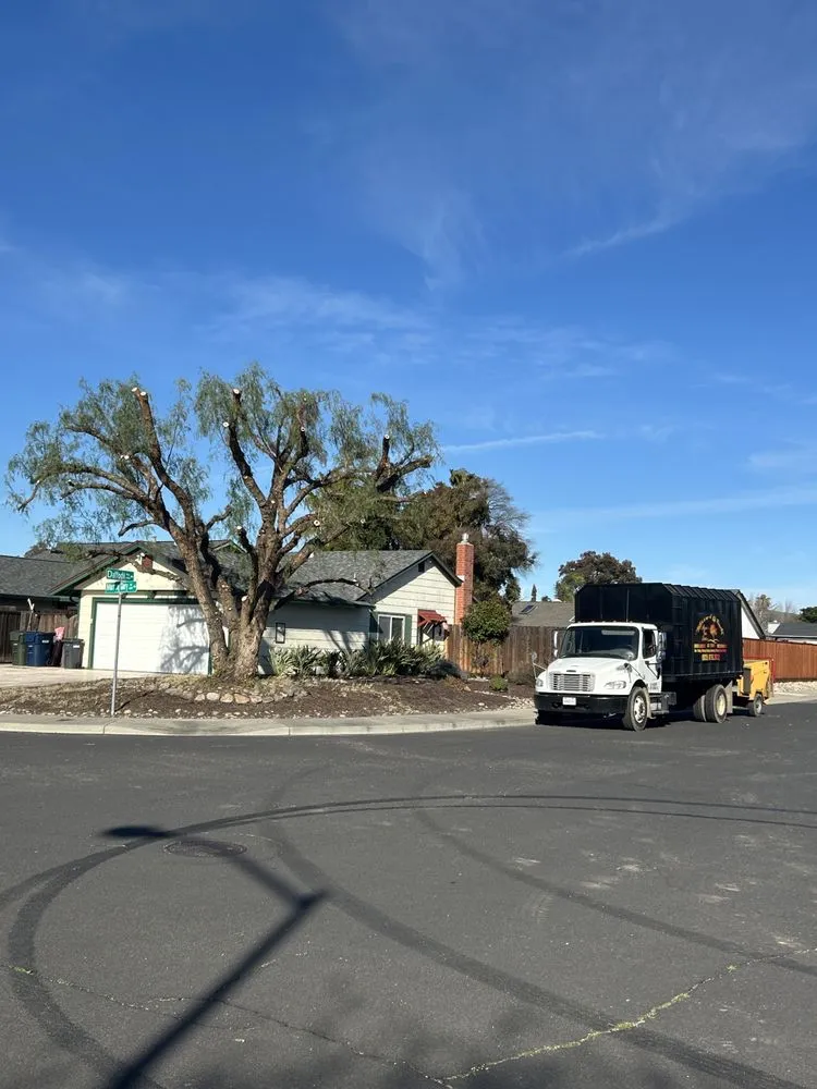 Top-rated landscape installation experts serving Livermore, CA - Alamo’s Tree Service