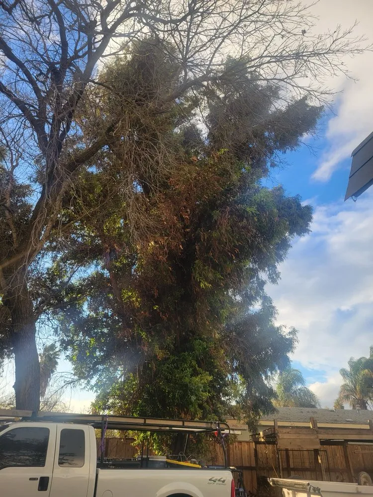 Expert outdoor landscaping in Livermore, CA by Alamo’s Tree Service